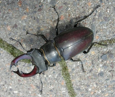 Insekt des Jahres 2012